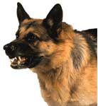 barking dog